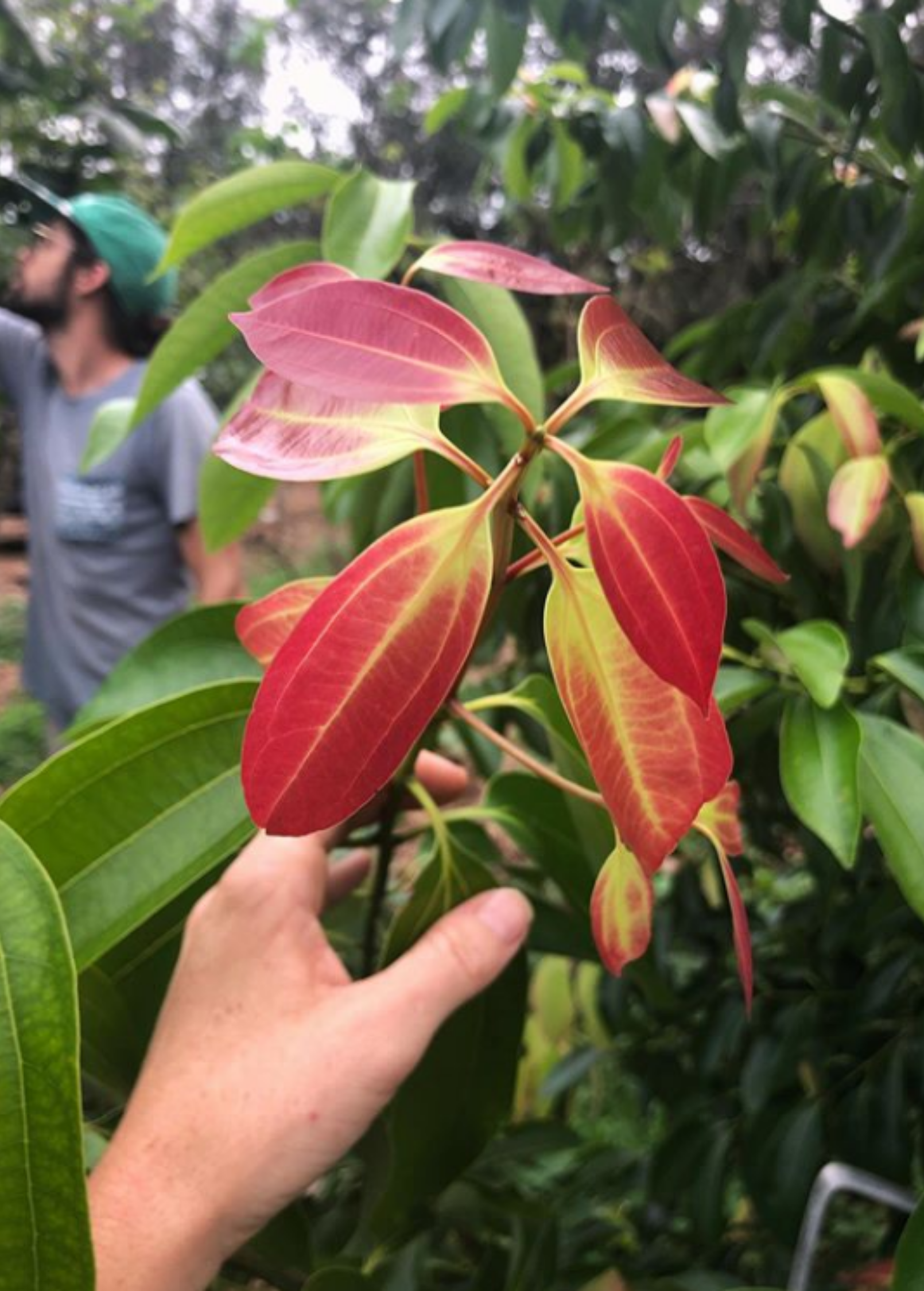 Cinnamon Tree Live Plant - Cinnamomum verum - True Ceylon Cinnamon Spice Tree for Garden or Container