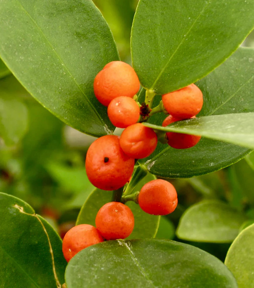 Super Double Rare Hong Kong Kumquat Cuttings – Fortunella hindsii, Mini Wild Citrus, Grafting Scions for Rooting, Rare Citrus Plant