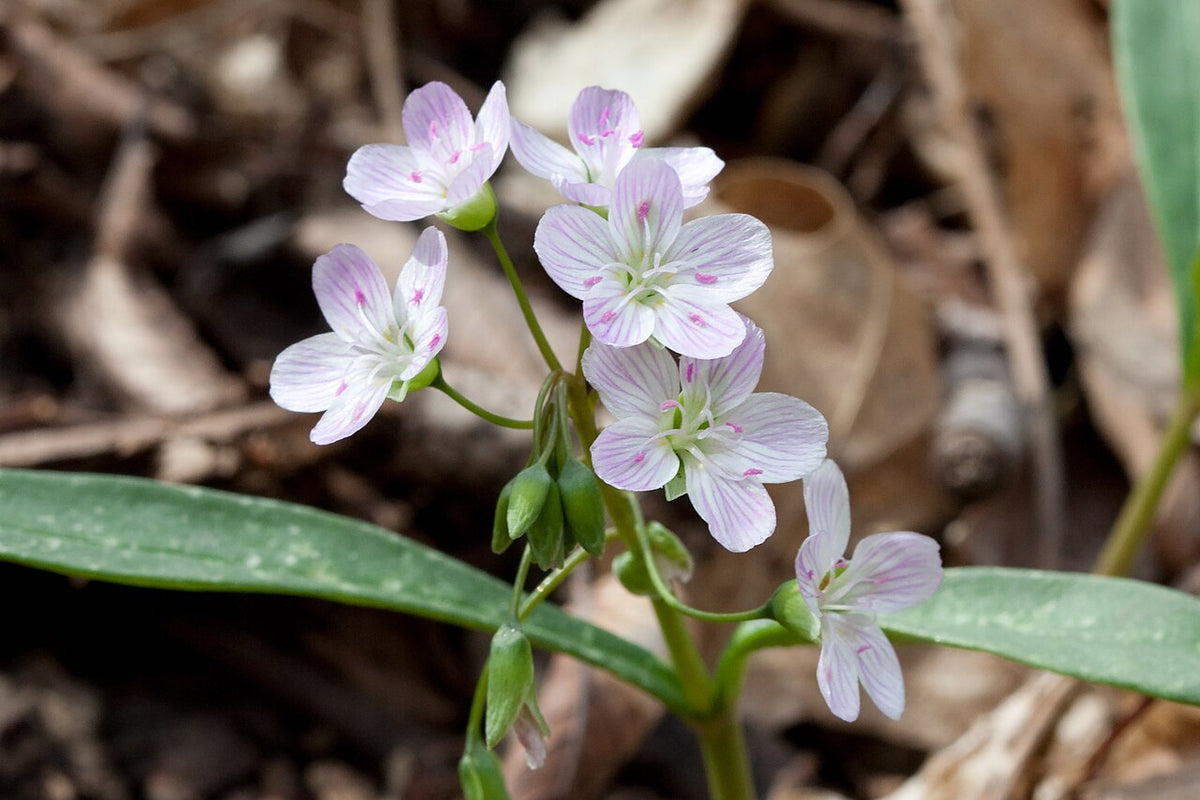 Claytonia Virginica Seeds (75) - Spring Beauty Native Woodland Wildflower with Pink & White Blooms