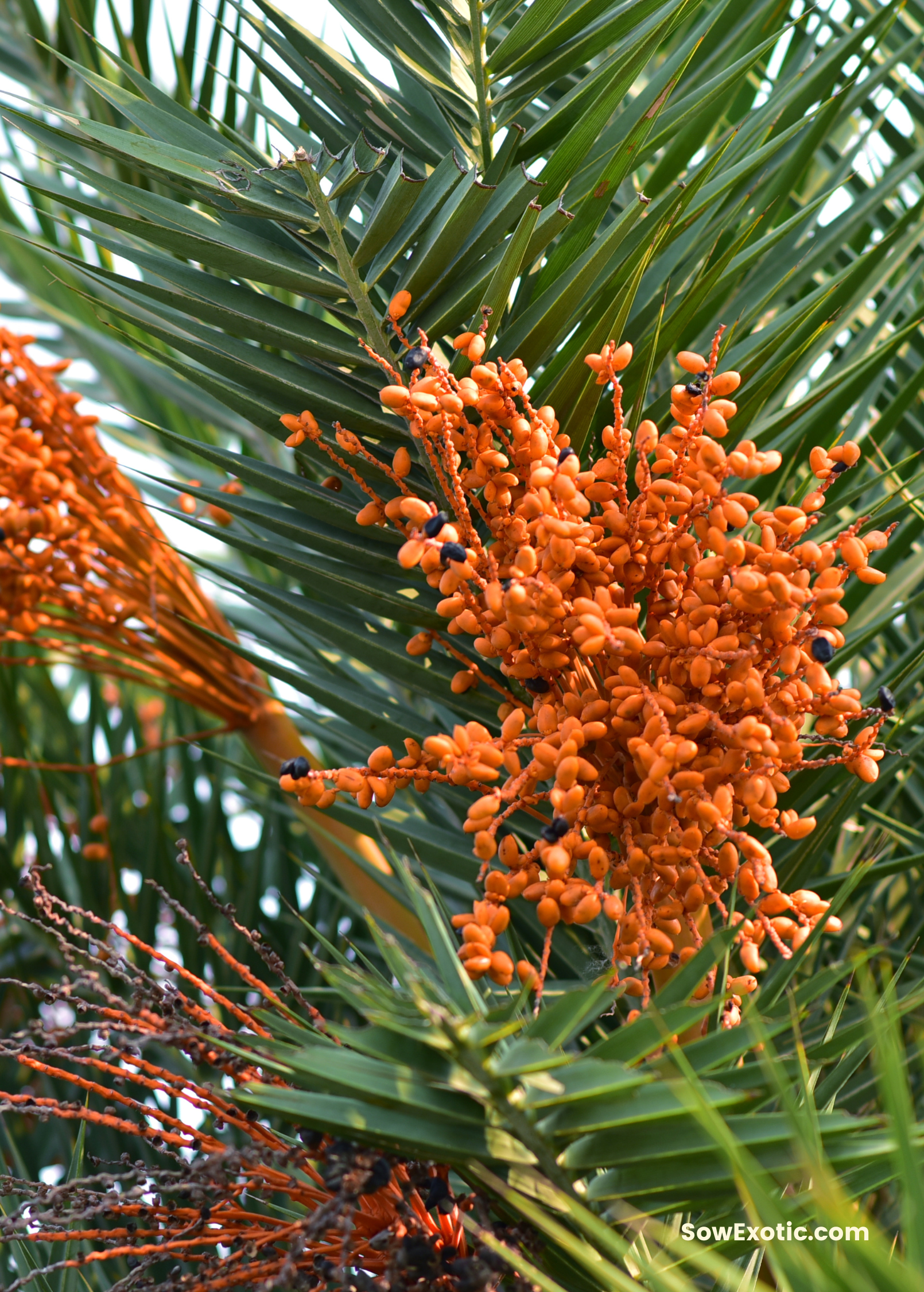 Cliff Date Palm Seedling, Tropical Clumping Palm with Edible Orange Fruits, Phoenix reclinata