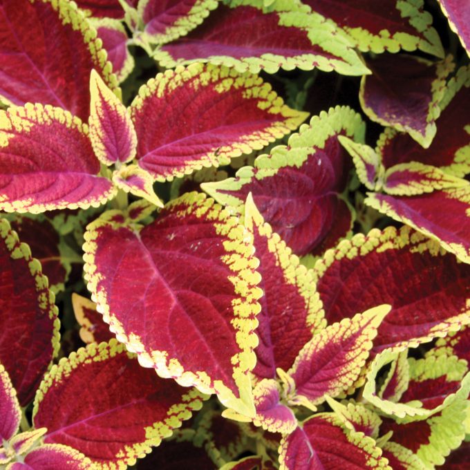 Coleus ‘Defiance’ Live House Plant with Bright Red Foliage – Easy Shade-Loving Bareroot Starter
