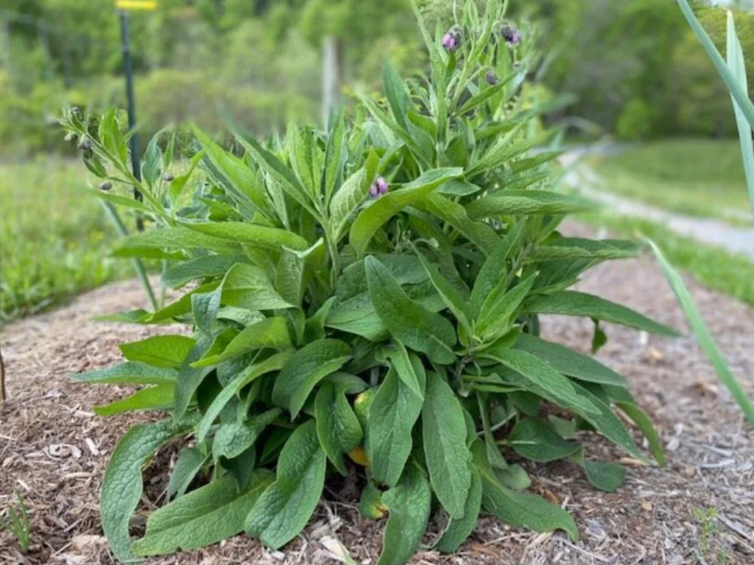 Live Comfrey Root Cuttings Bocking 4 Variety Organic Fertilizer Pollinator Permaculture Plant
