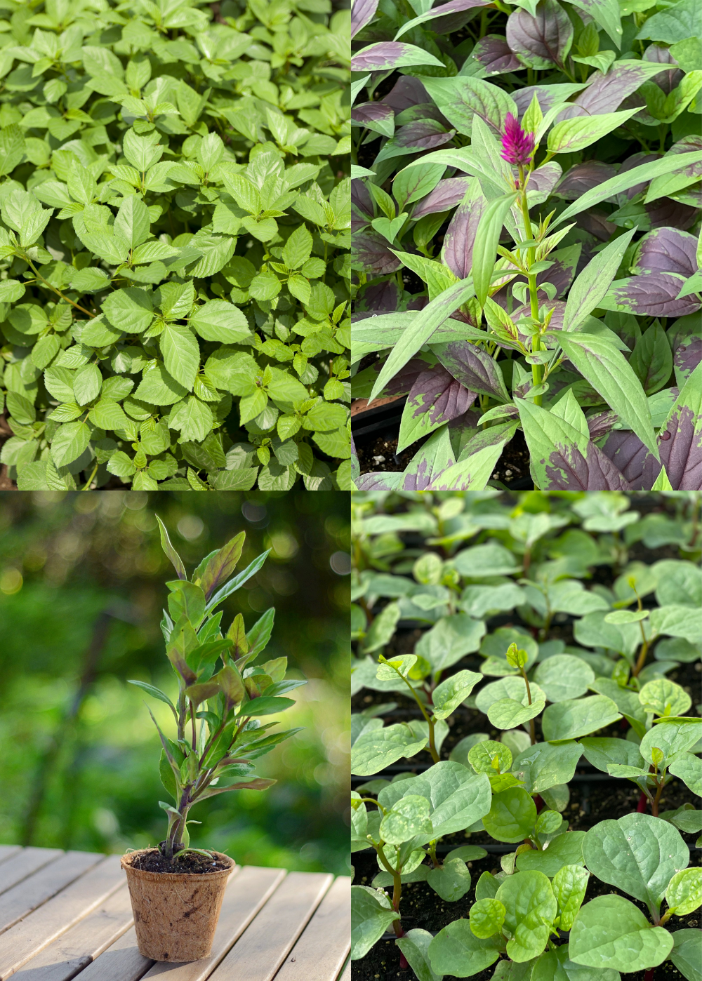 Summer Greens Bundle with Malabar Spinach, Molokhia, Longevity Spinach, Lagos Spinach – Organic Potted Vegetables, Edible Greens, Heirloom Plants