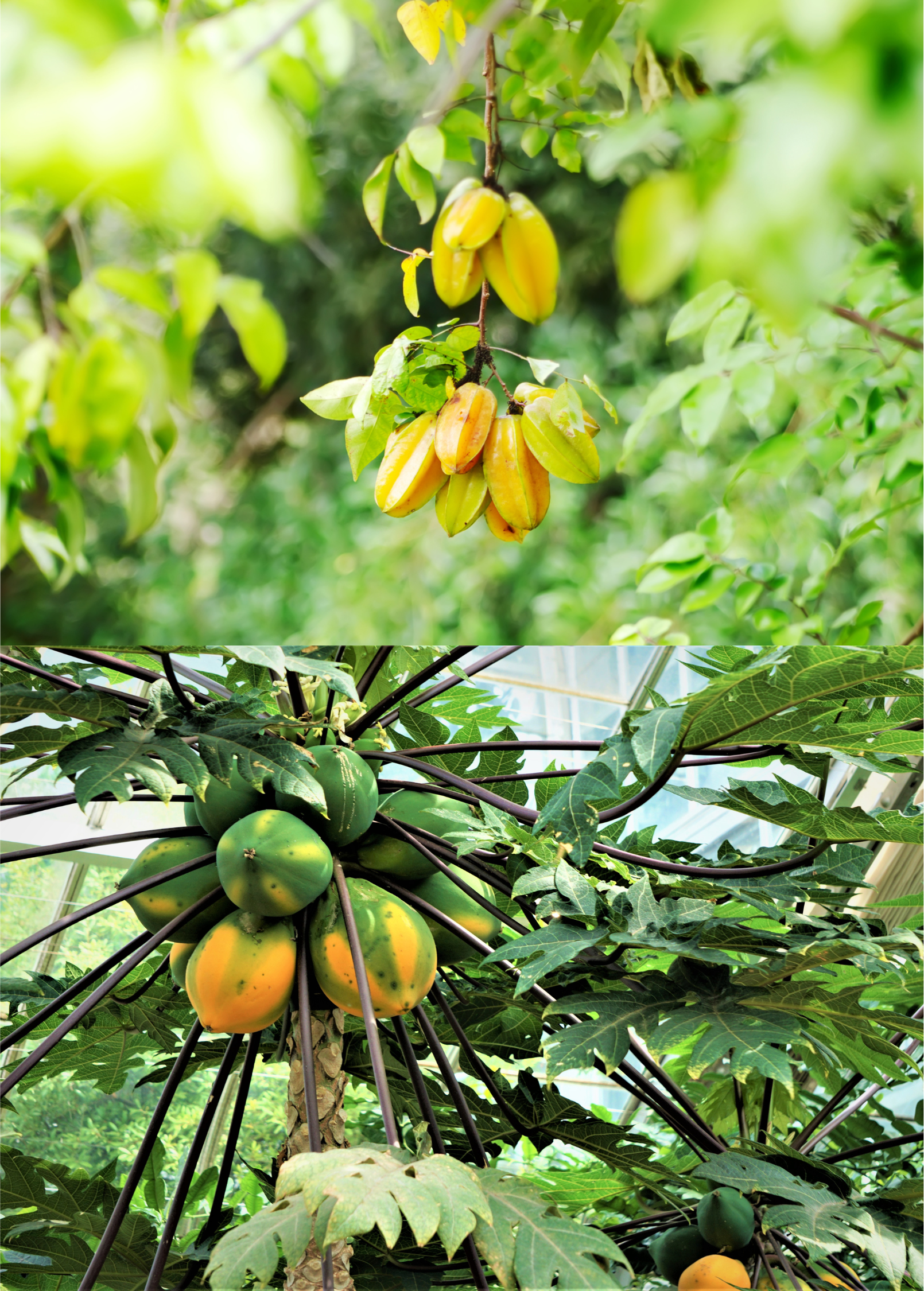 Fast Growing Fruit Tree Bundle with Star Fruit (Averrhoa carambola) & Sunset Solo Papaya (Carica papaya) - Low Maintenance, Heavy Producing Plants