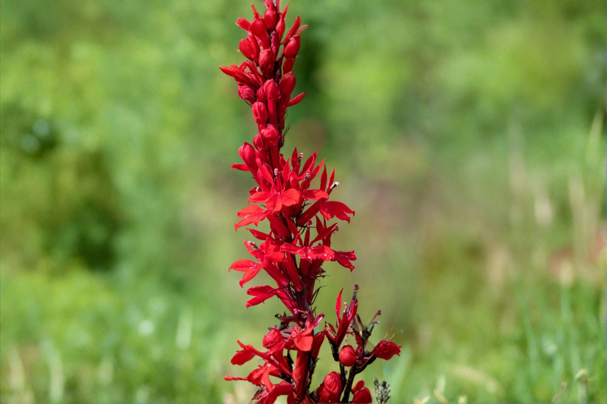 Cardinal Flower Seeds 100 Count Red Wildflower Perennial Lobelia cardinalis for Moist Shade Garden Pollinator Plant