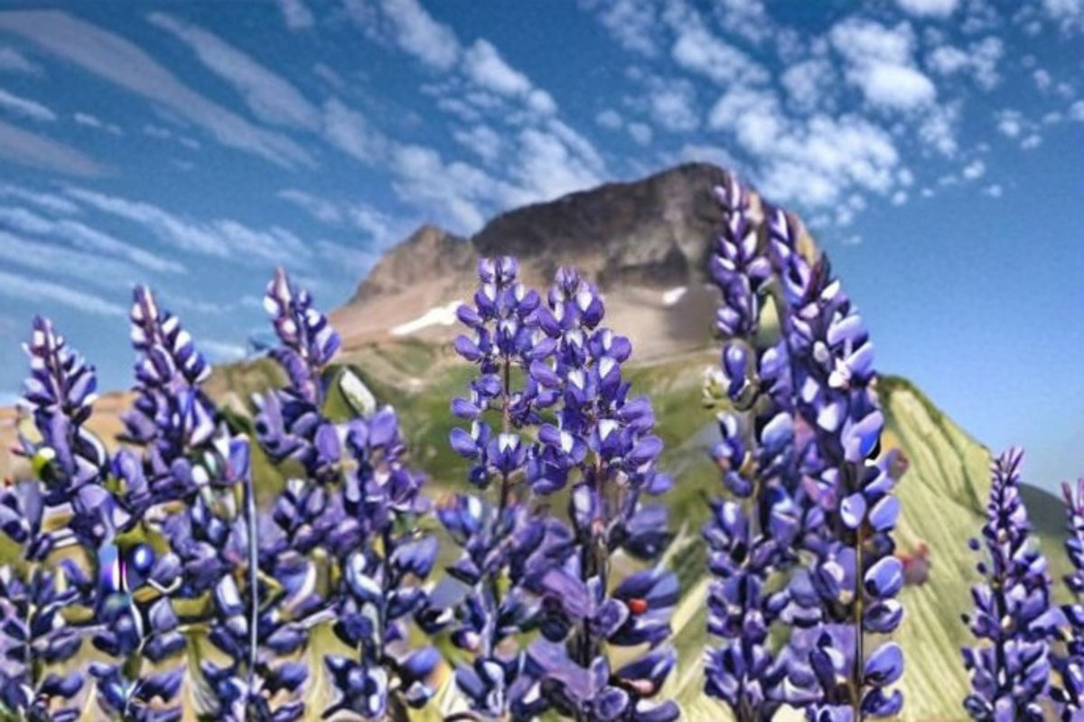 Riverbank Lupine Seeds - 15 Perennial Purple-Blue Wildflower Seeds (Lupinus rivularis) for Pollinator Gardens