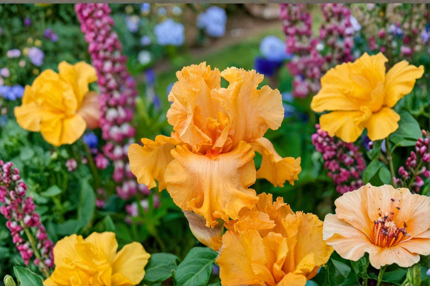Orange King Iris Live Plant – Vibrant Orange Bearded Iris Perennial