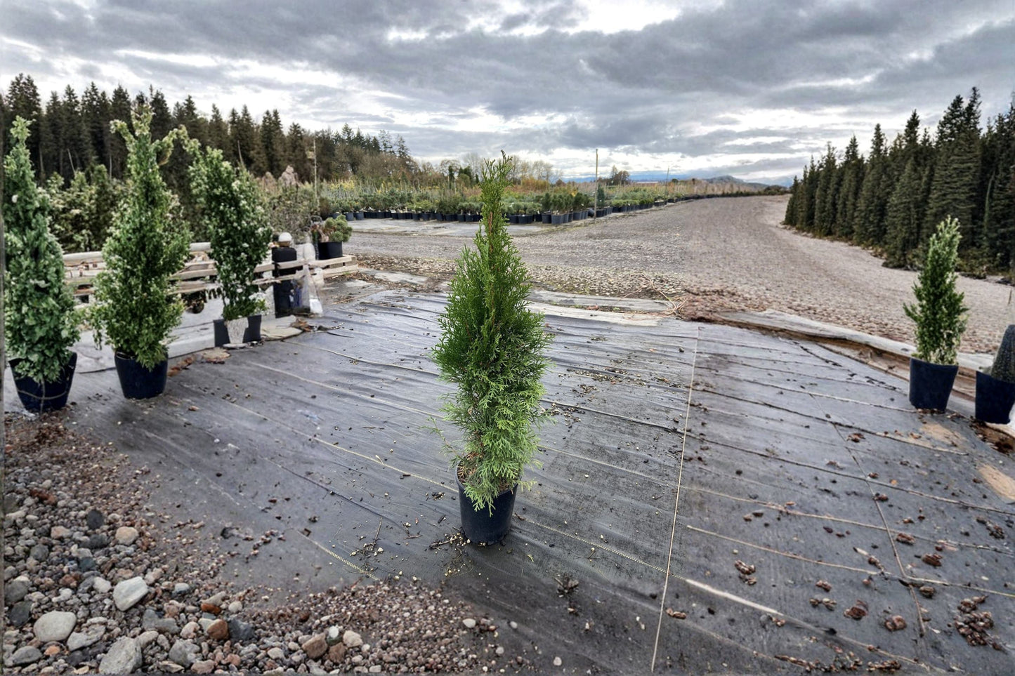 Emerald Green Arborvitae Thuja occidentalis ‘Smaragd’ - Evergreen Columnar Hedge Plant