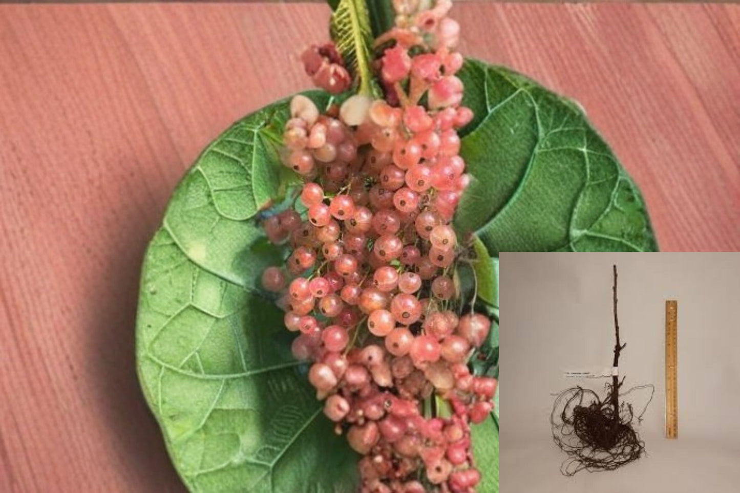 Pink Champagne Currant 8 Cuttings – Ribes rubrum Fruit Shrub for Garden Propagation