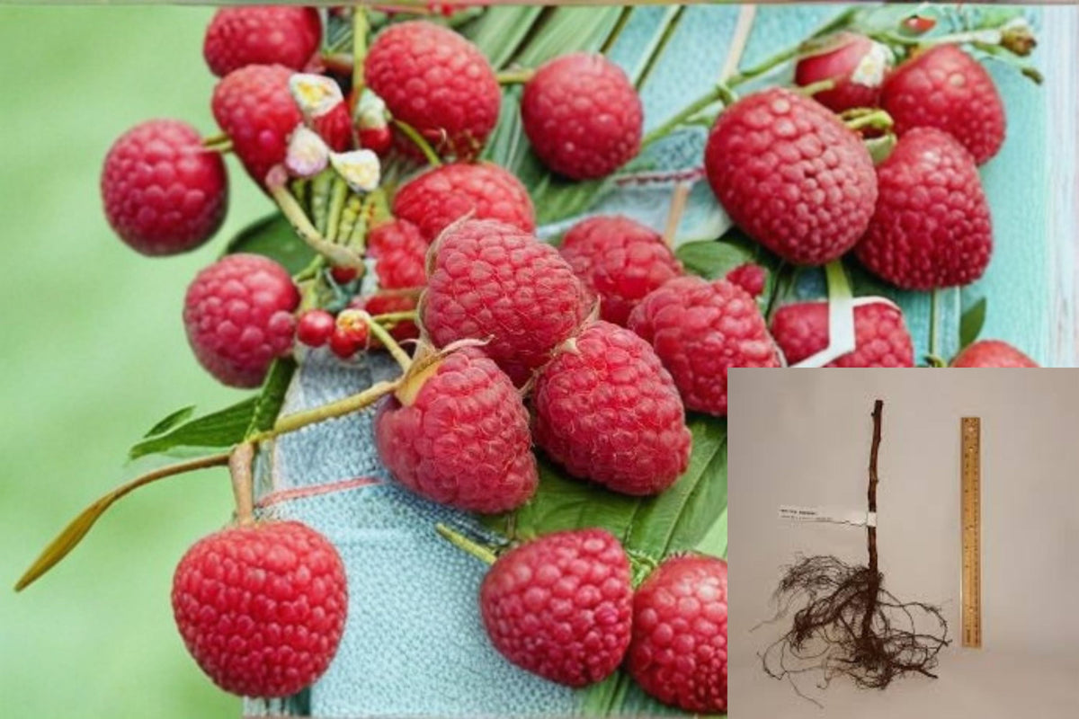Heritage Raspberry Cuttings 10 Pack - Everbearing Red Berries - Rubus idaeus - Unrooted Propagation Plant