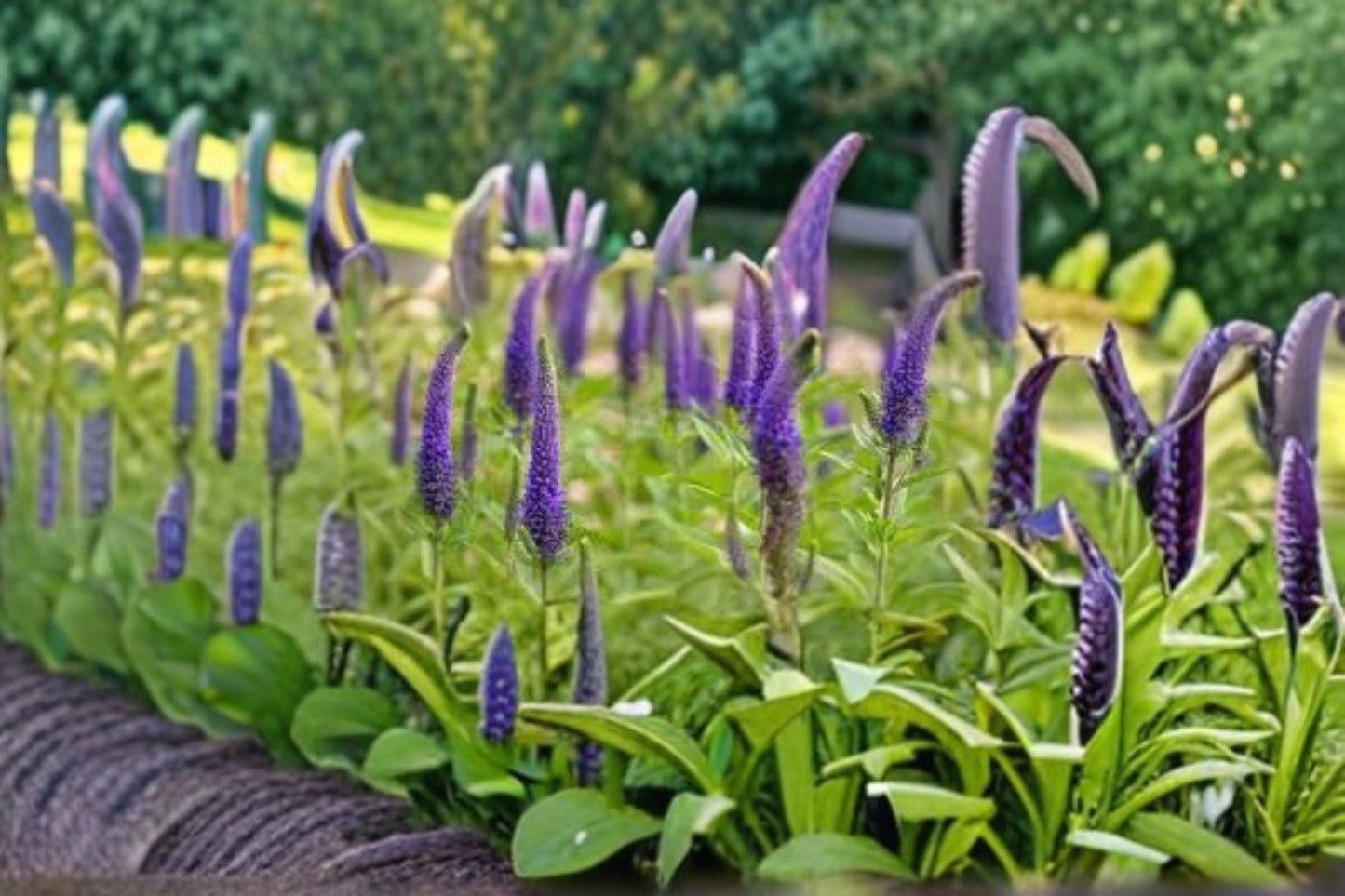 Veronica Speedwell Plant - Pink Perennial Flower Veronica spicata for Garden Beds & Containers
