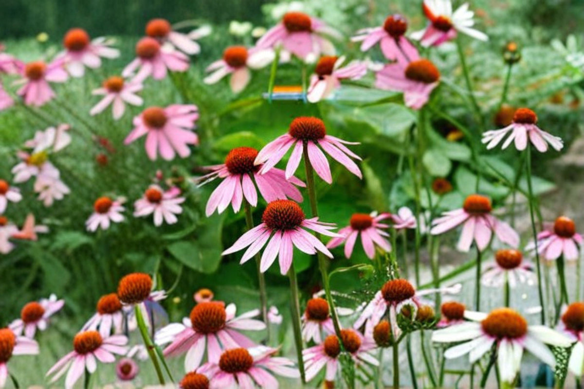 Purple Coneflower Seeds - 100 Pack Echinacea Purpurea Pink Purple Wildflower, Drought Tolerant Perennial for Pollinator Gardens