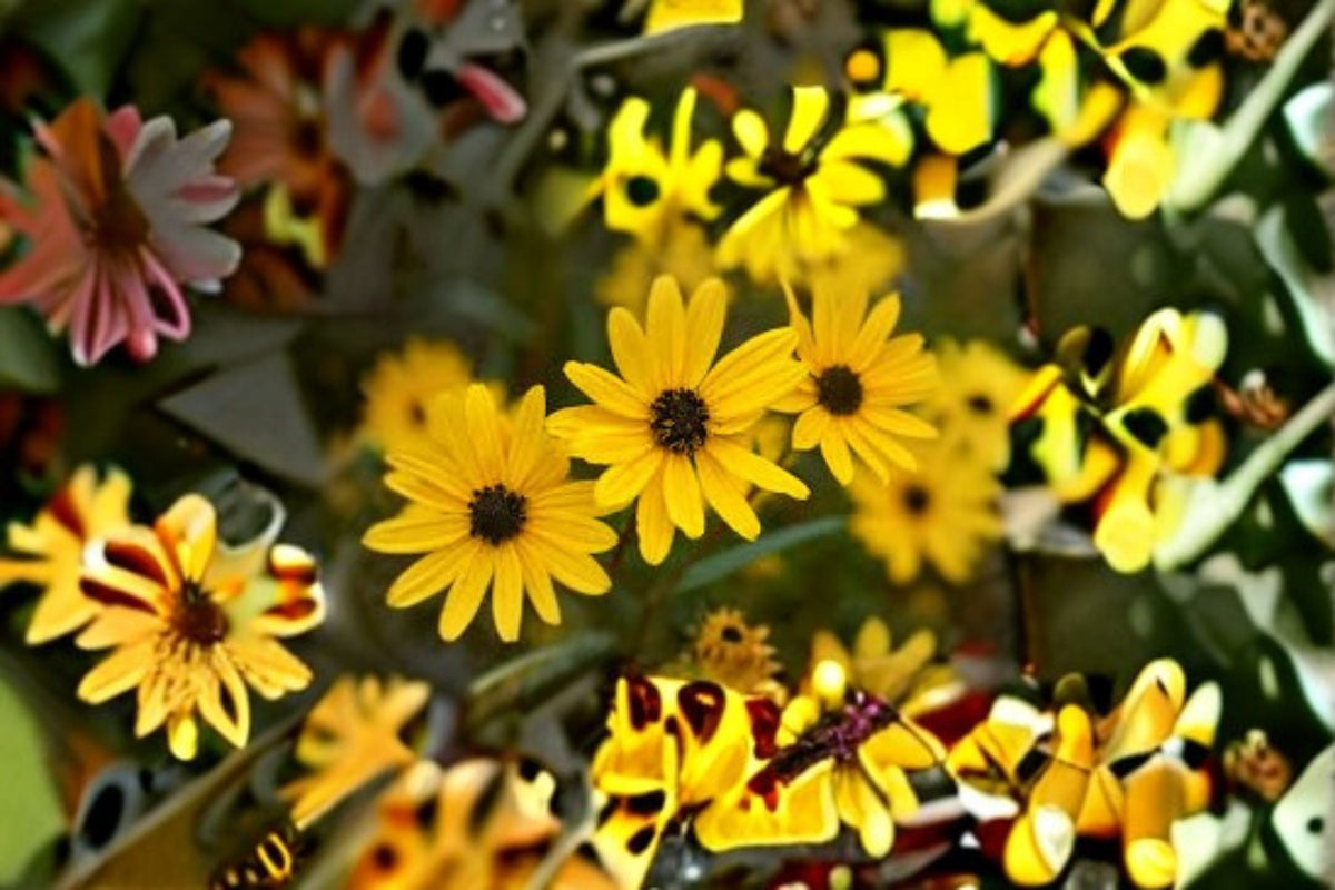 Swamp Sunflower Seeds 100 Count Yellow Perennial Wildflower Helianthus angustifolius for Garden Planting
