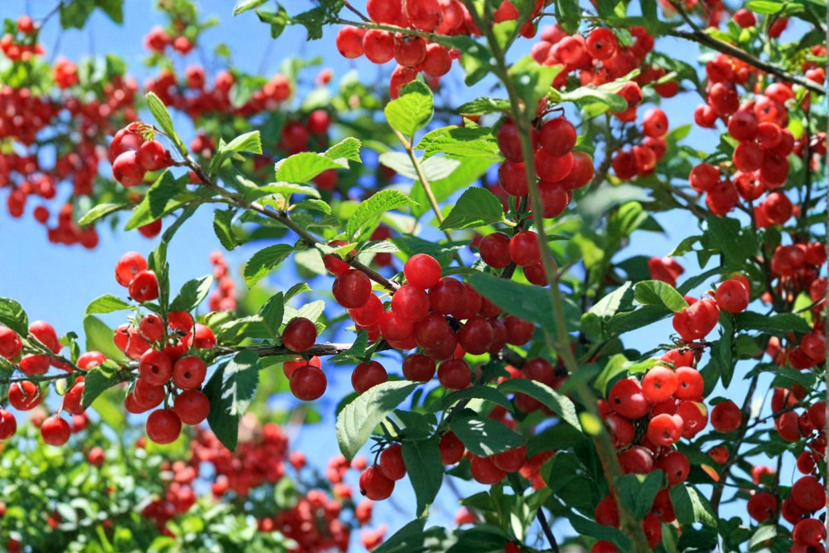 Nanking Cherry Cuttings 10 Pack - Prunus tomentosa - Edible Fruit Shrub - Unrooted Cuttings for Propagation