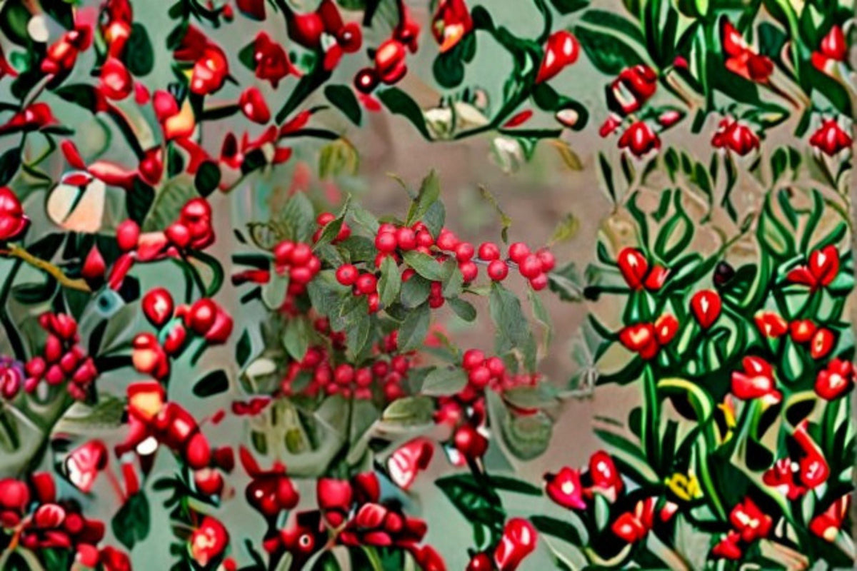 Winterberry Holly Seeds, 25 Count, Red Berry Shrub, Ilex verticillata, Native Garden Planting, Seasonal Interest