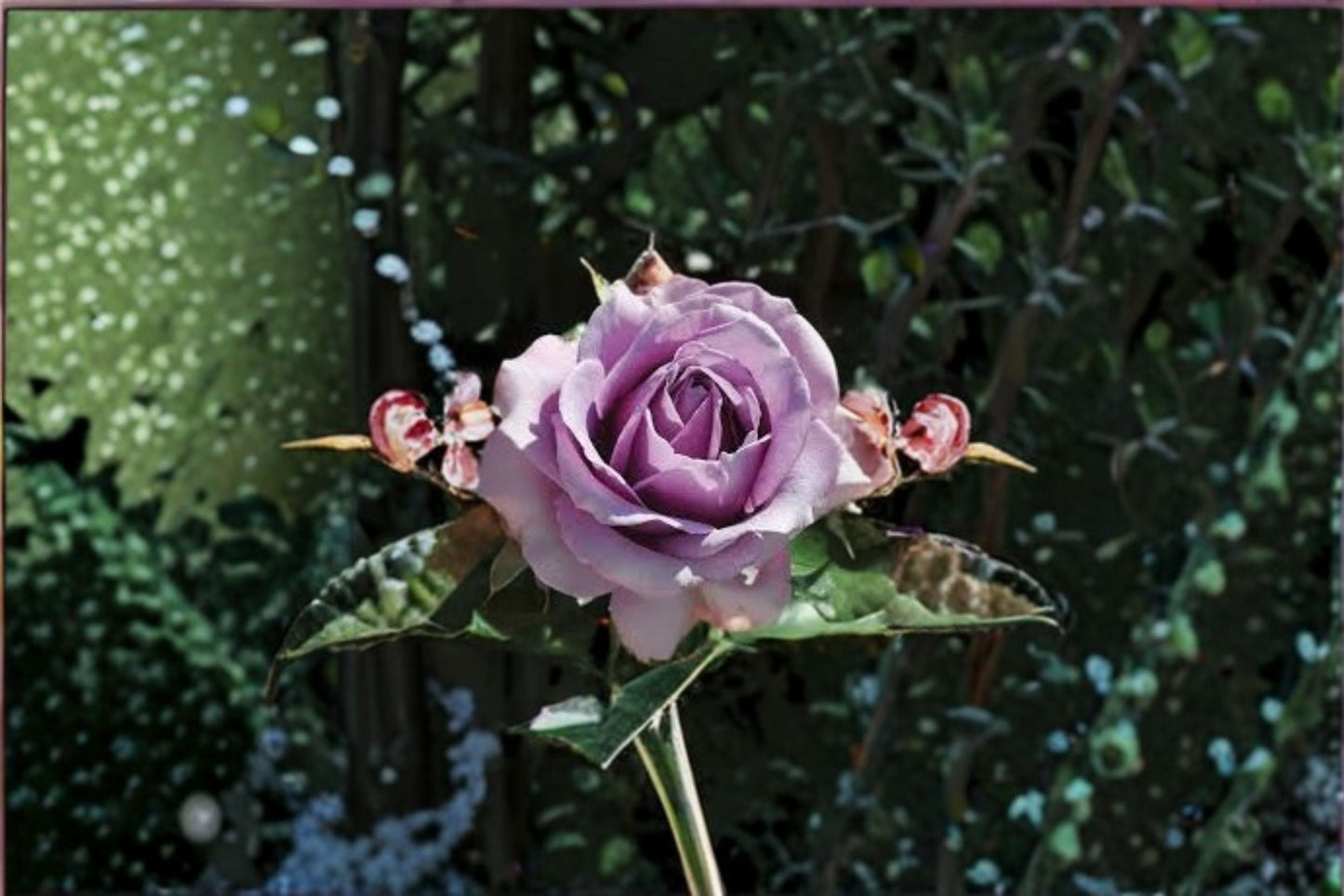 Quicksilver Climbing Rose 3 Cuttings – Lavender Rosa ‘Quicksilver’ for Vertical Gardens