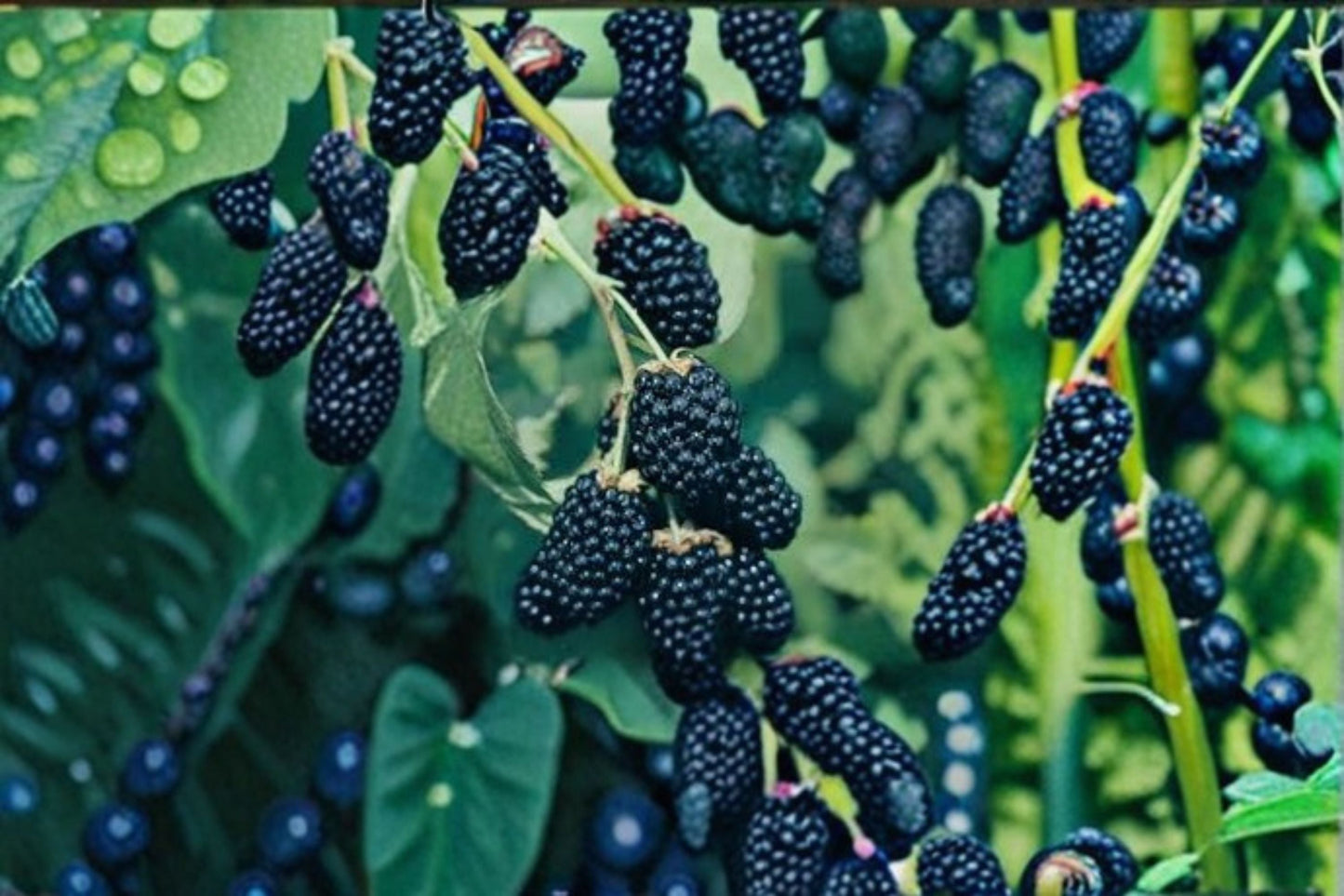 Ouachita Blackberry 5 Cuttings – Thornless Rubus fruticosus Fruit Shrub for Home Gardens