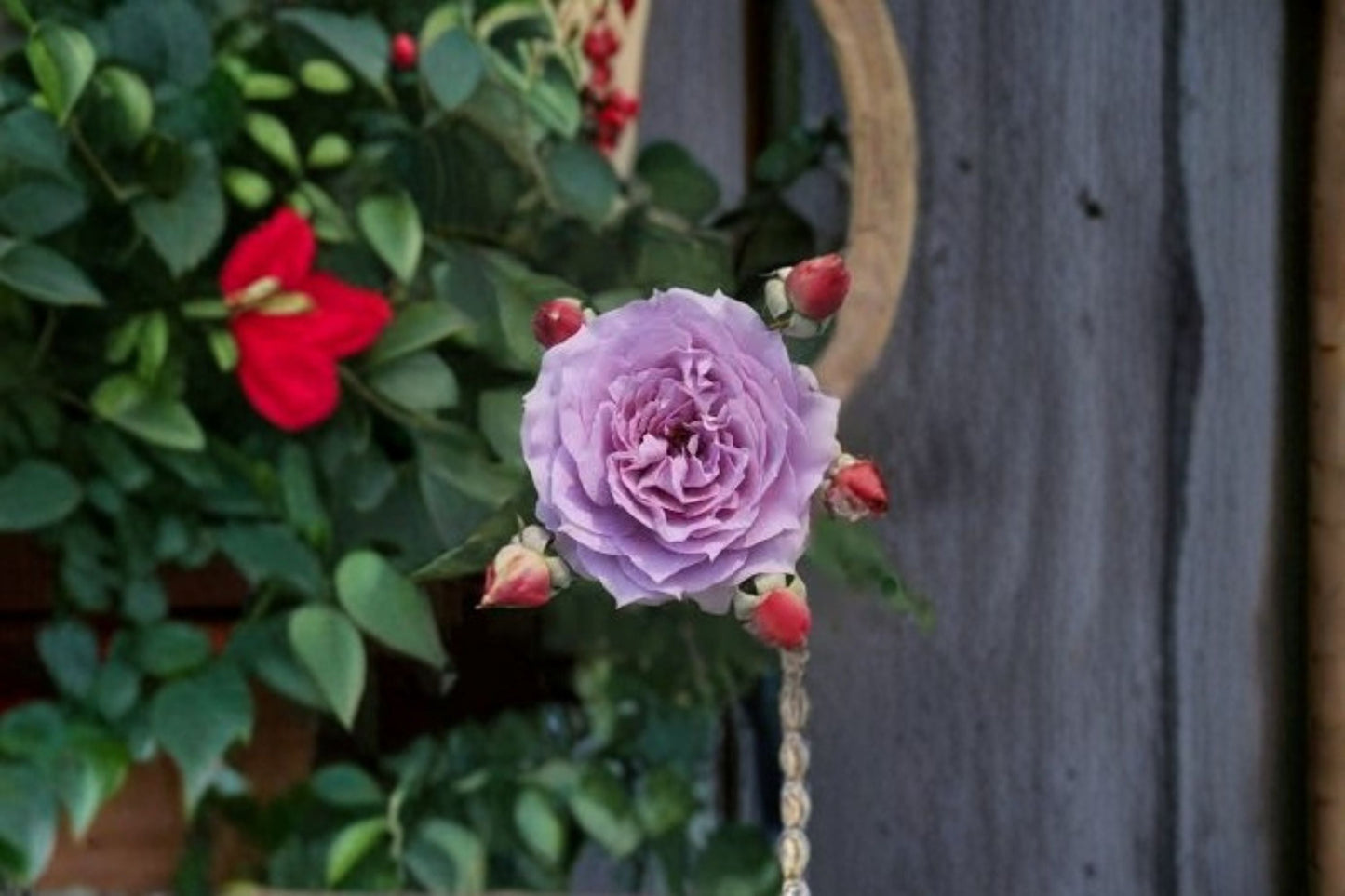 Novalis Rose Live Plant – Fragrant Own Root Shrub Rose for Garden and Patio