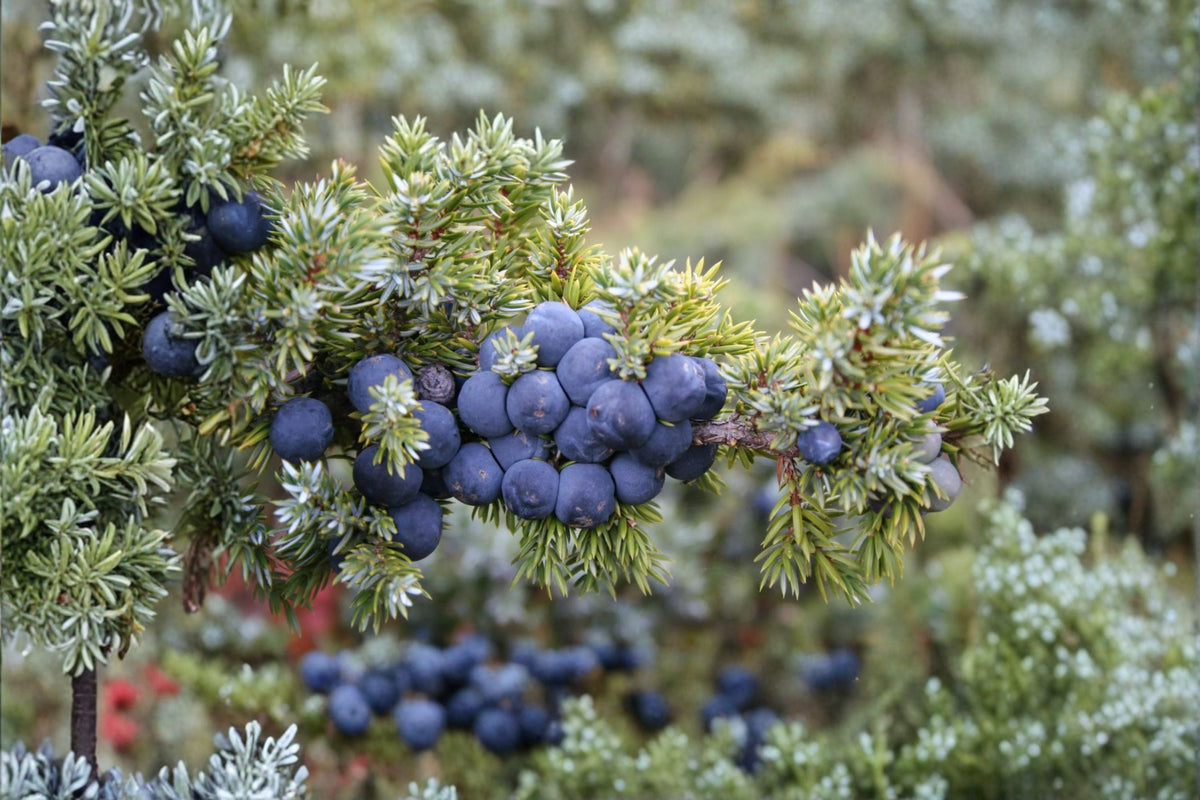 Common Juniper Seeds – 25 Pack – Evergreen Shrub – Juniperus communis – Hardy Ornamental Plant for Garden Landscaping