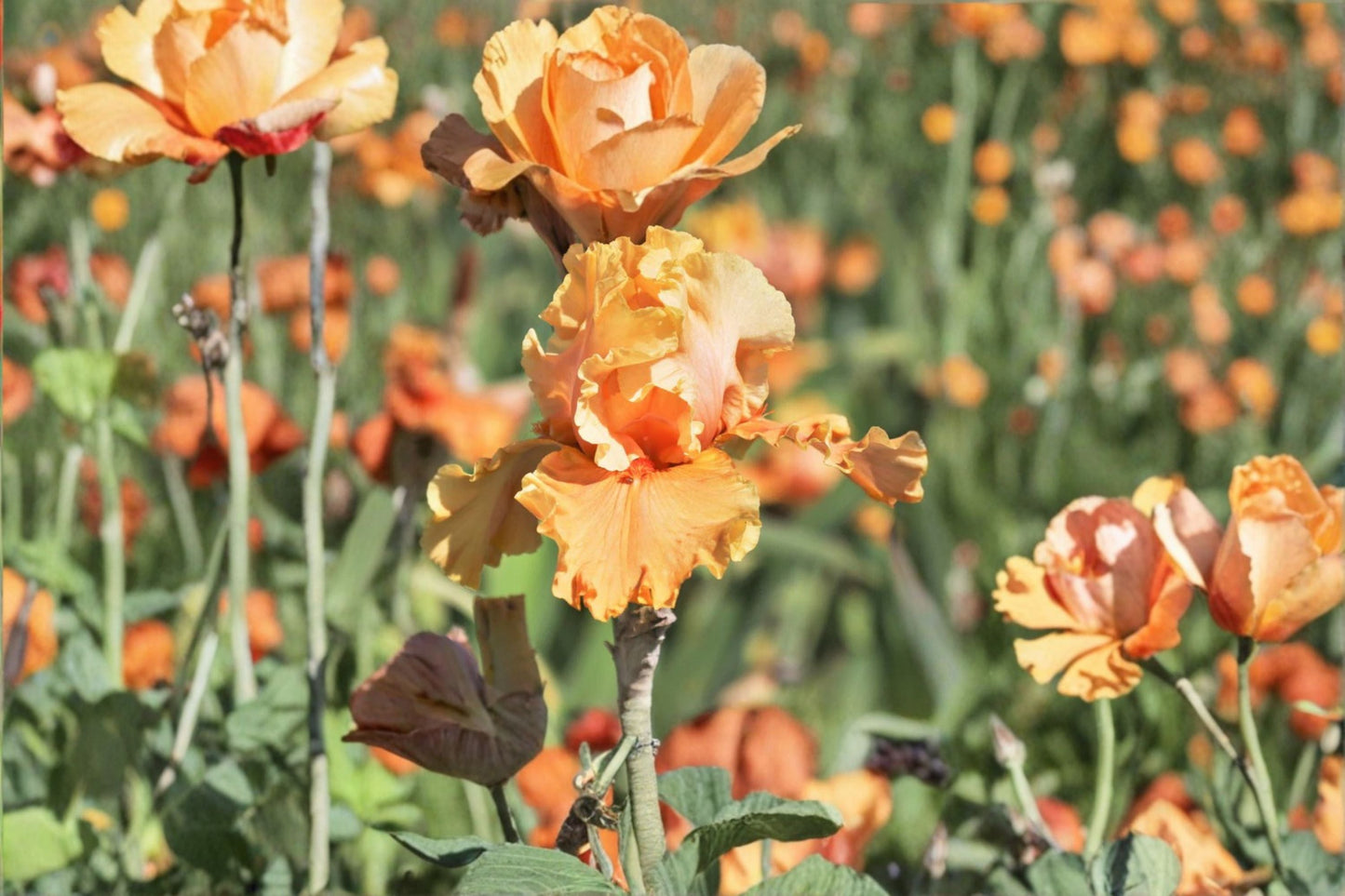 Cordoba Iris Live Plant – Orange Bearded Iris Perennial Flower