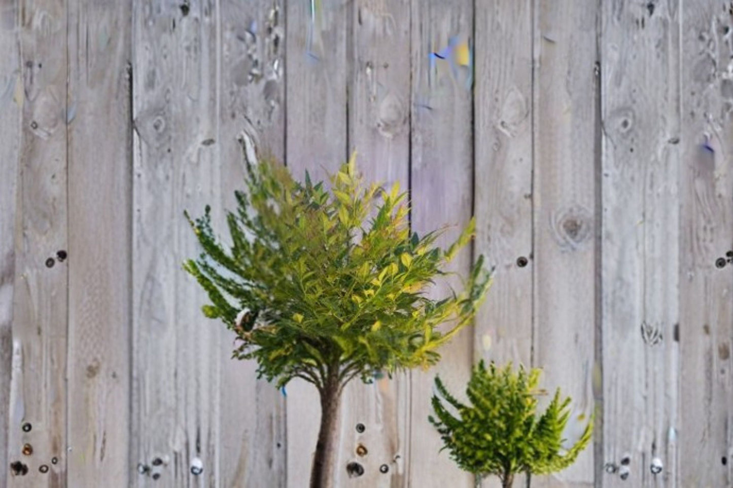Gulf Stream Heavenly Bamboo Plant – Evergreen Nandina domestica with Colorful Foliage