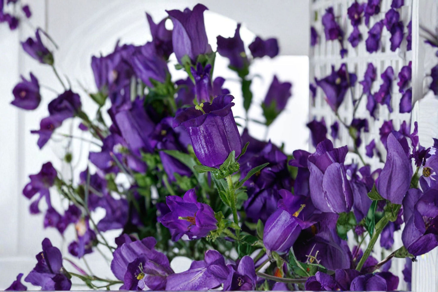 Campanula Champion II Plant – Upright Bellflower with Deep Blue Blooms, Campanula medium
