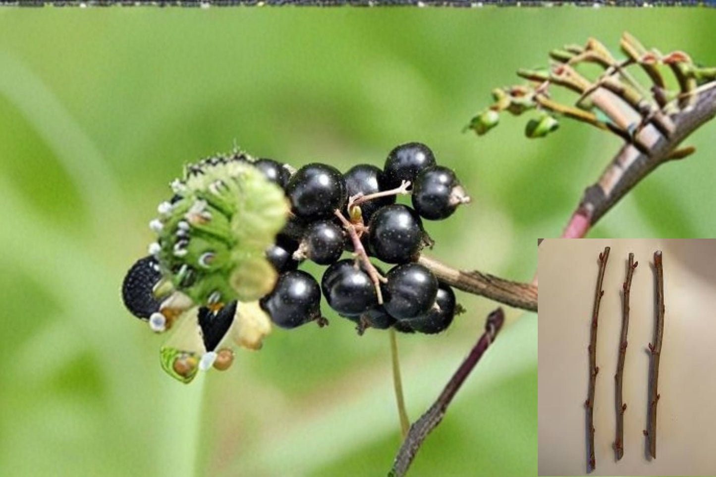Consort Black Currant 10 Cuttings – Ribes nigrum Fruit Shrub for Garden Propagation