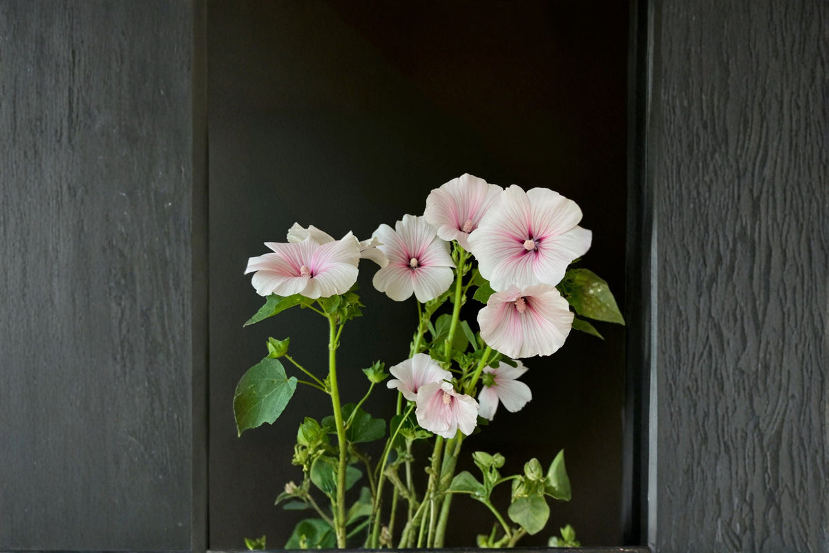 Dwarf White Rose Mallow Seeds - 40 Pack Lavatera trimestris - Compact Annual Flower for Bedding & Borders, White Blooms