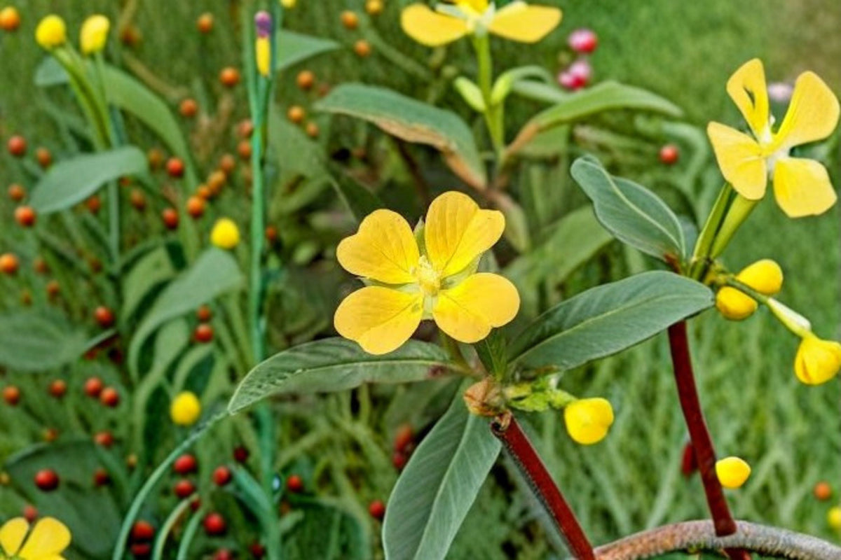 Seedbox Seeds 1000 Count Ludwigia alternifolia Yellow Wildflower Native Pollinator Garden Plant Wetland Meadow