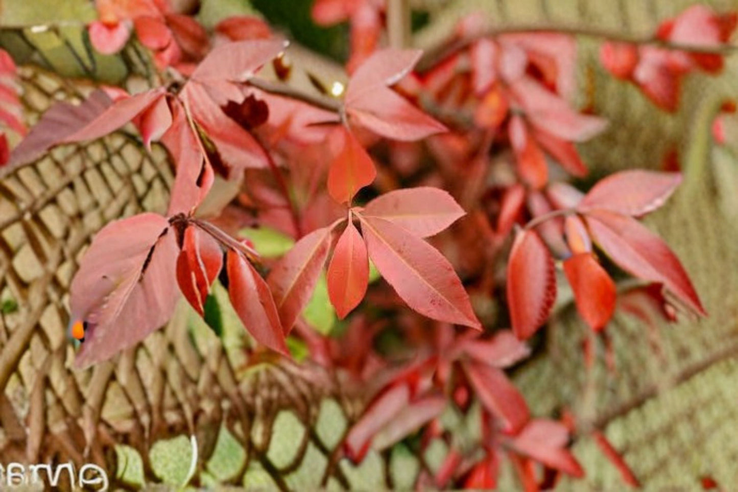 Red Tip Photinia Live Plant – Evergreen Hedge Shrub for Privacy Screens