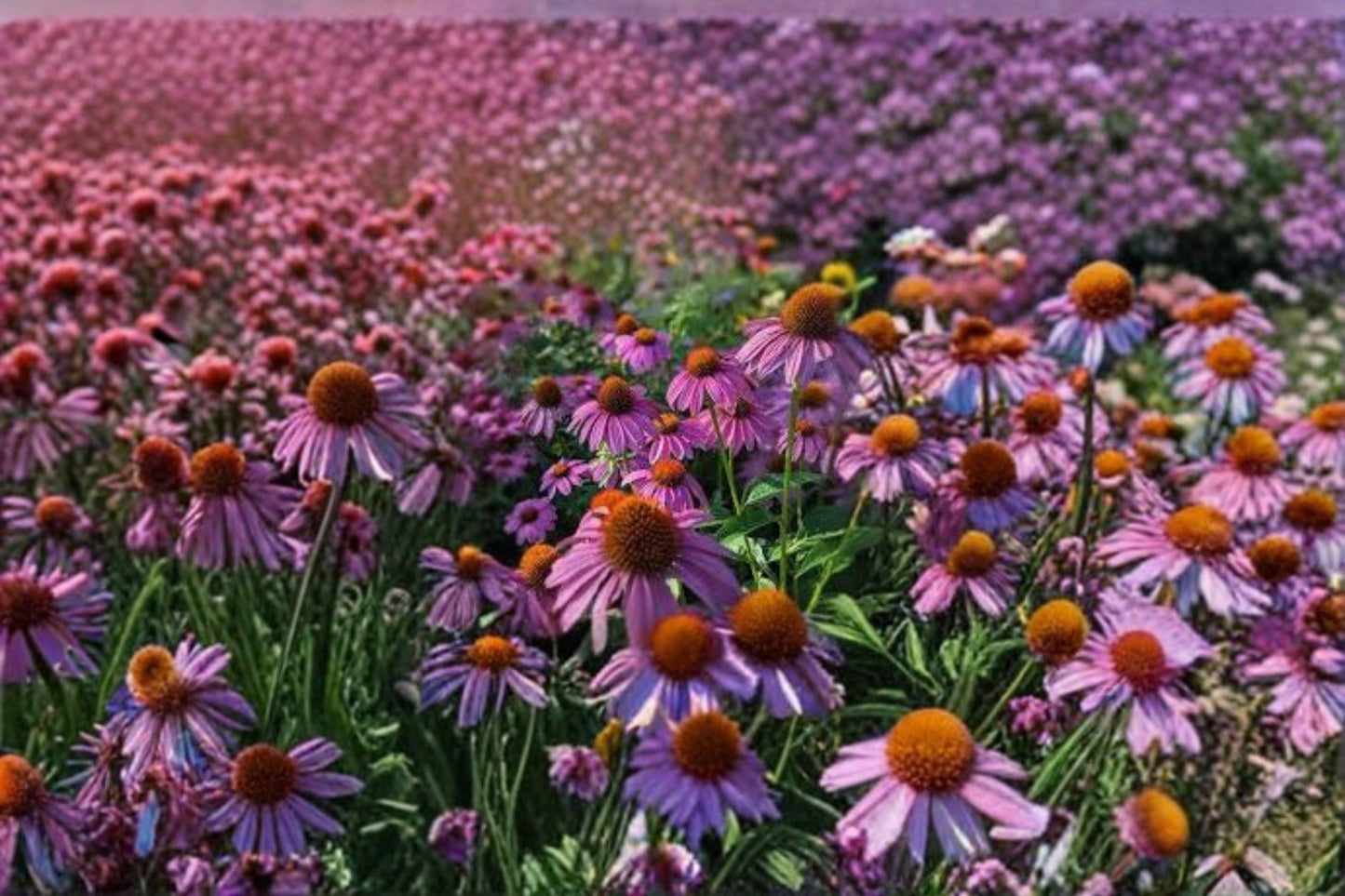 Purple Coneflower Plant – Echinacea purpurea Perennial for Pollinator Gardens