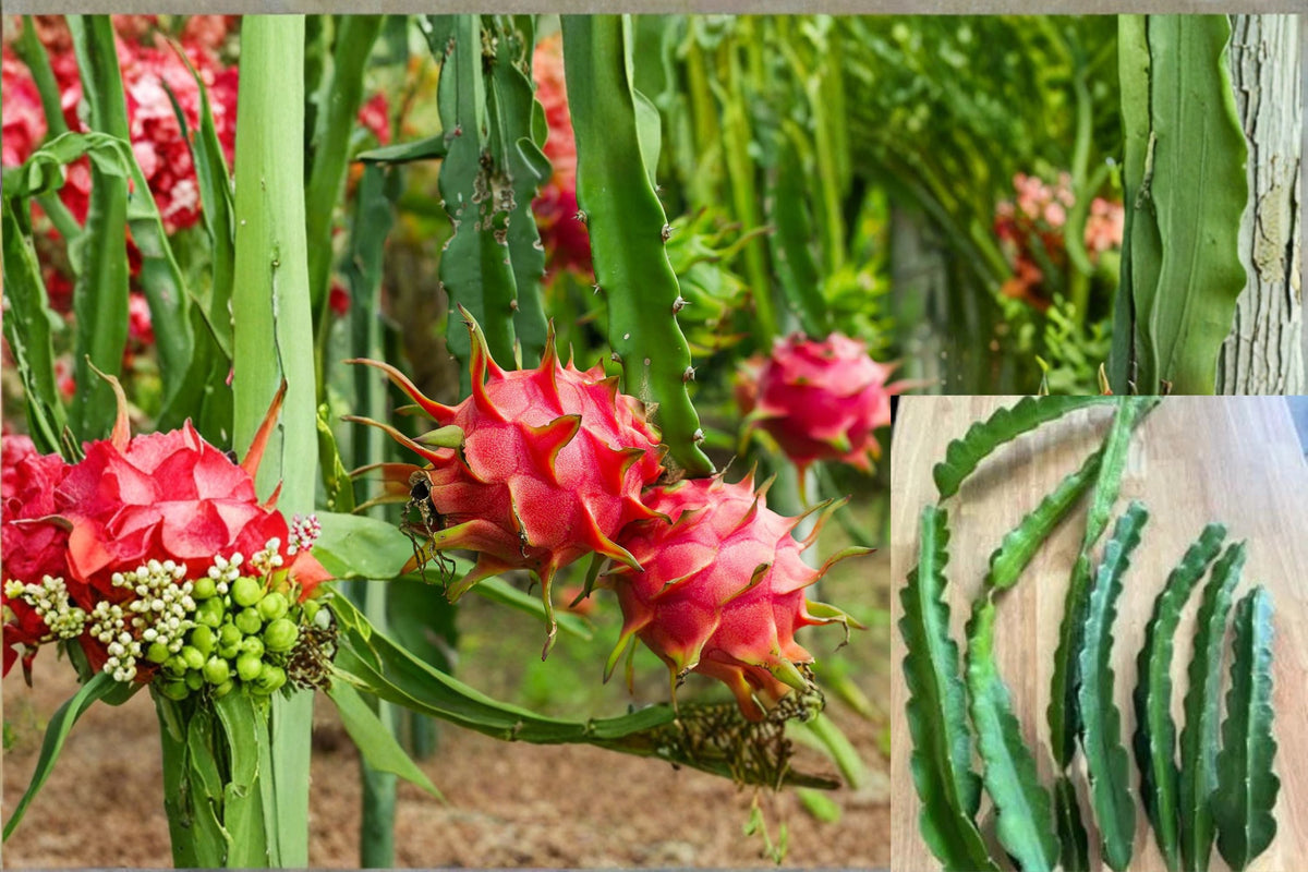 American Beauty Dragon Fruit Cuttings – 3 Pieces, Hylocereus guatemalensis, Climbing Cactus, Edible Fruit, Tropical Plant