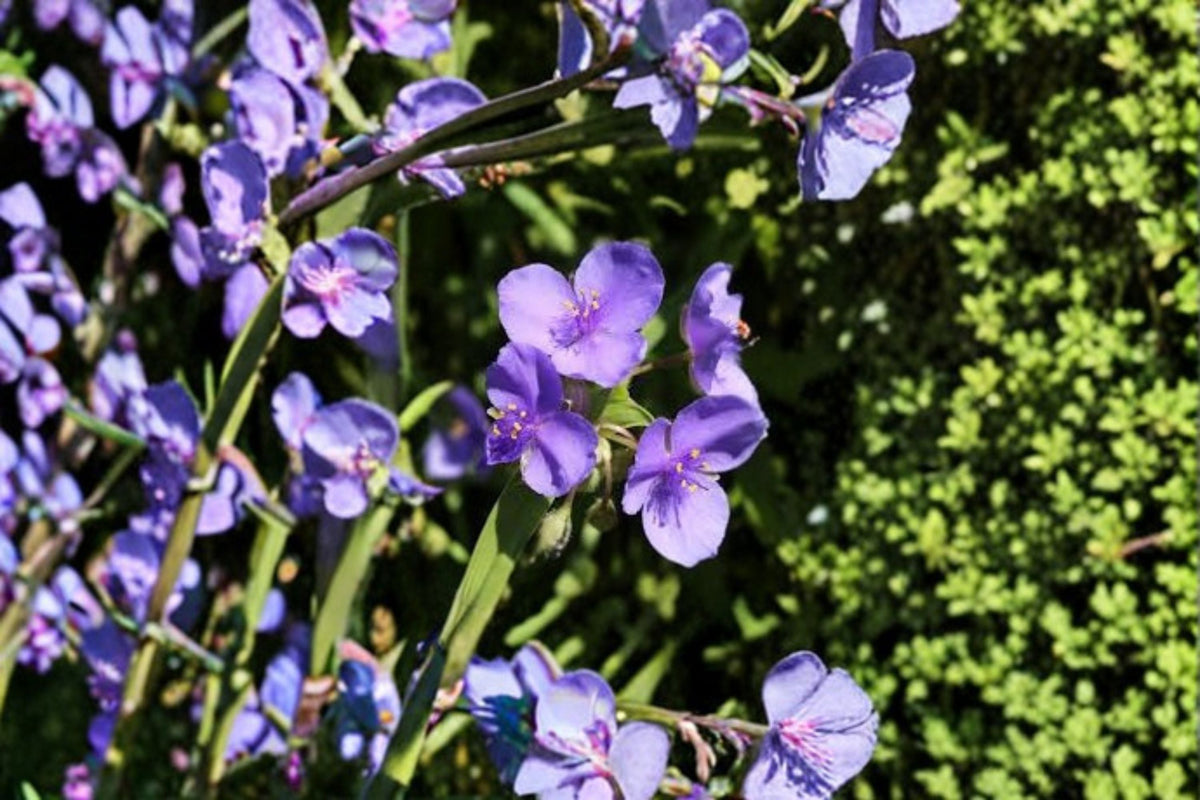 Prairie Spiderwort Seeds - 25 Purple Native Wildflower Seeds - Tradescantia bracteata - Perennial Garden Flower Planting