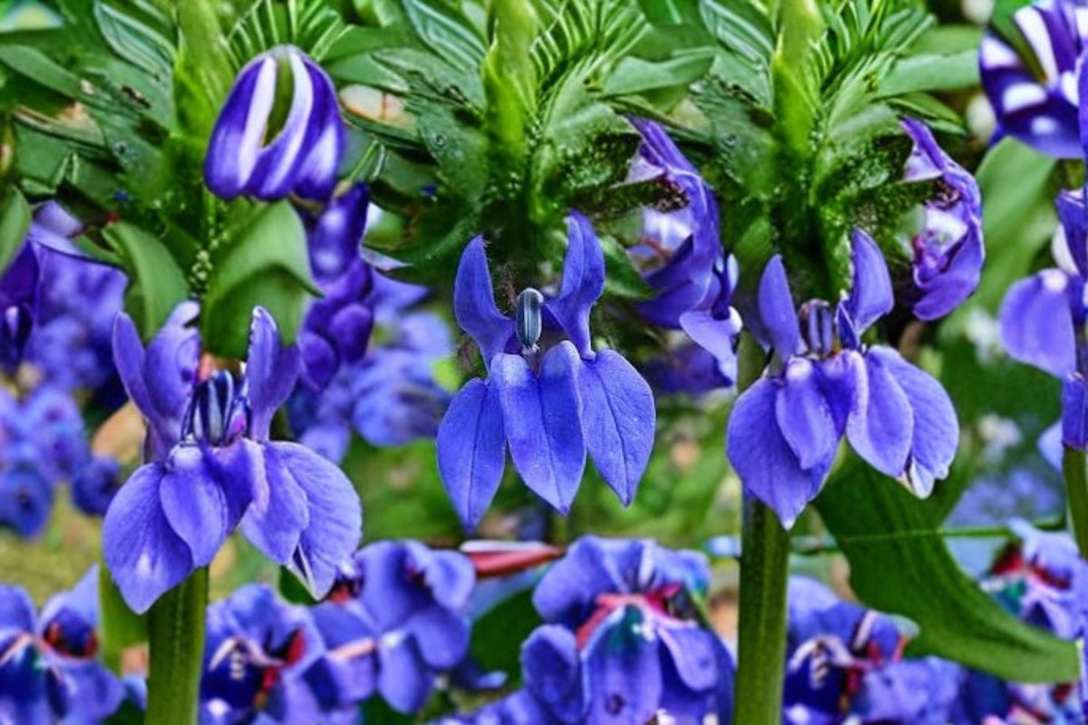 Great Blue Lobelia Seeds - Lobelia siphilitica - Native Perennial Wildflower for Garden Planting - Blue Blooming Flowers