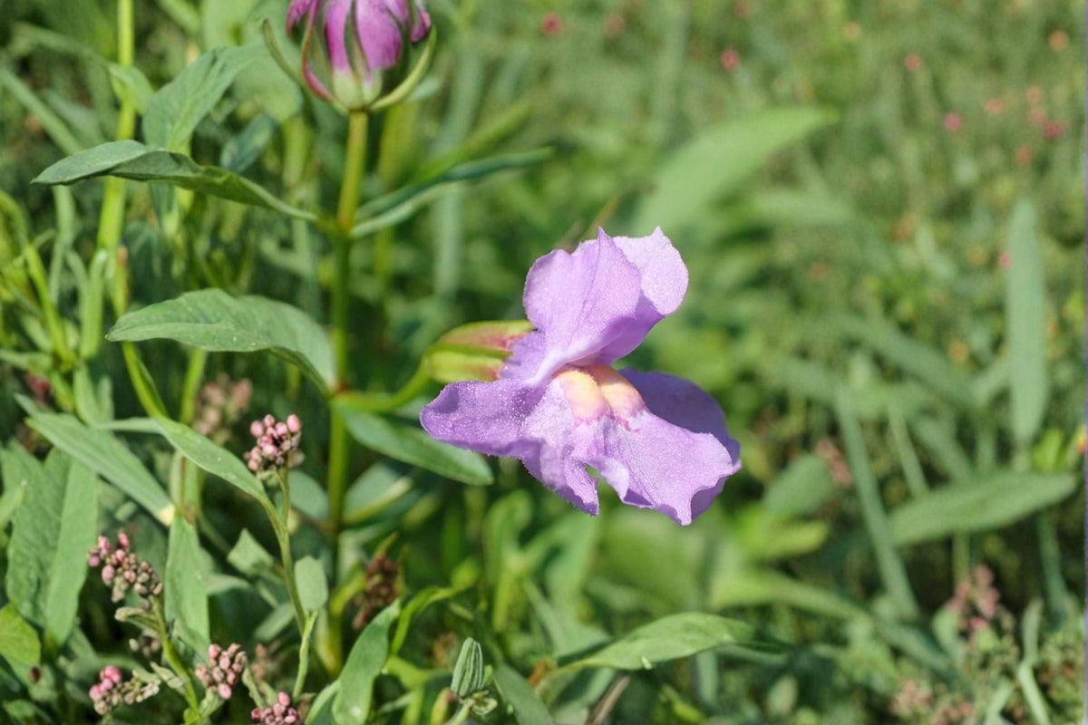 Monkey Flower Seeds - 1000 Purple Mimulus ringens Wildflower Seeds for Wetland Gardens - Perennial Planting