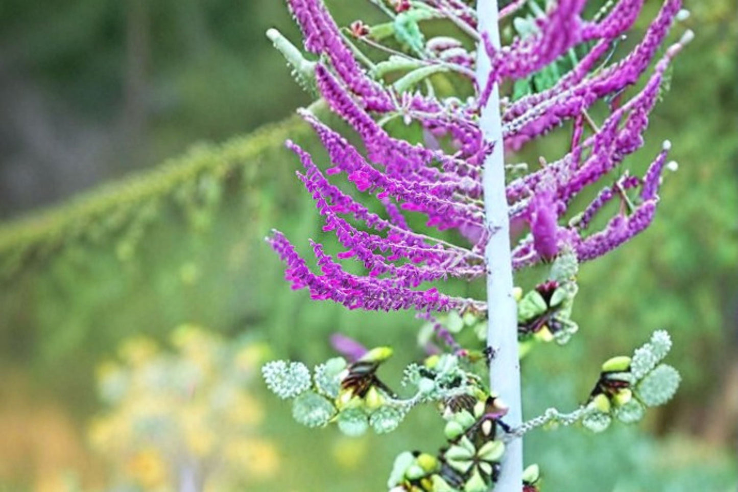 Santa Barbara Mexican Sage Plant – Salvia leucantha ‘Santa Barbara’ Perennial Shrub with Purple Flowers