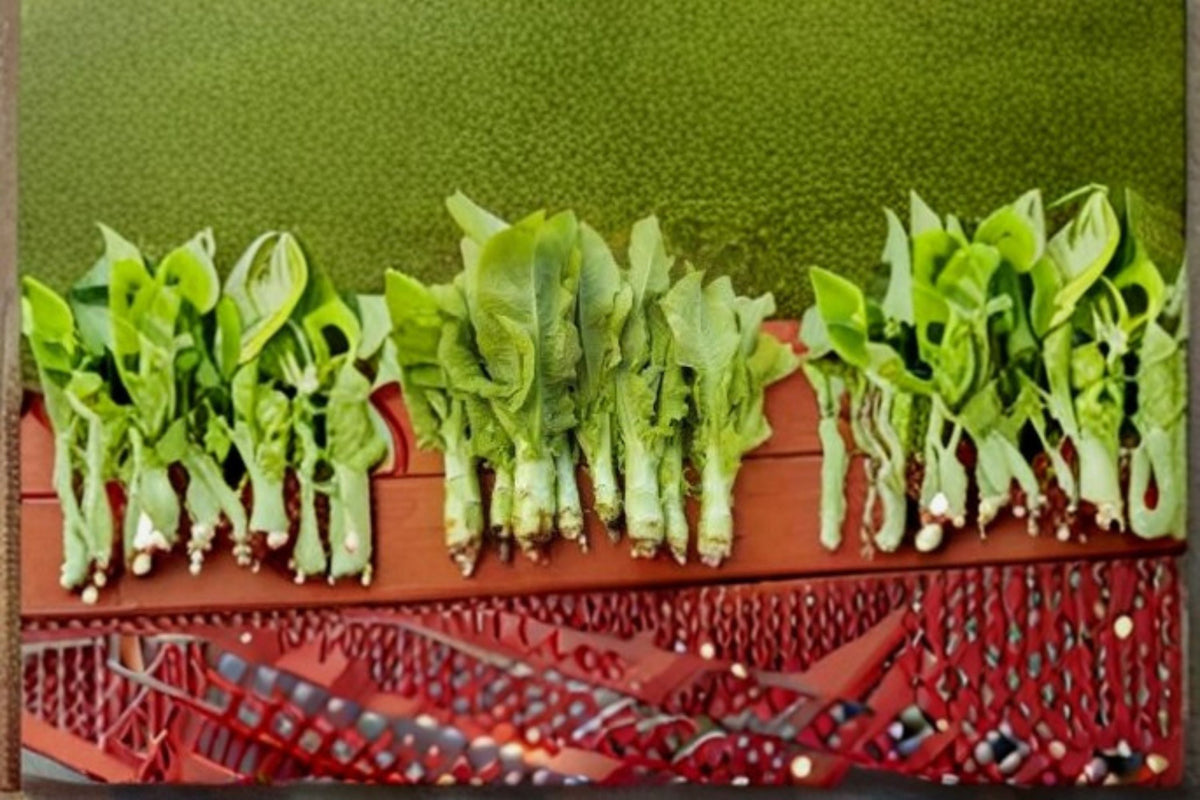 Celtuce Seeds 200 Count - Asparagus Lettuce (Lactuca sativa var. augustana) - Unique Edible Dual-Purpose Vegetable for Garden