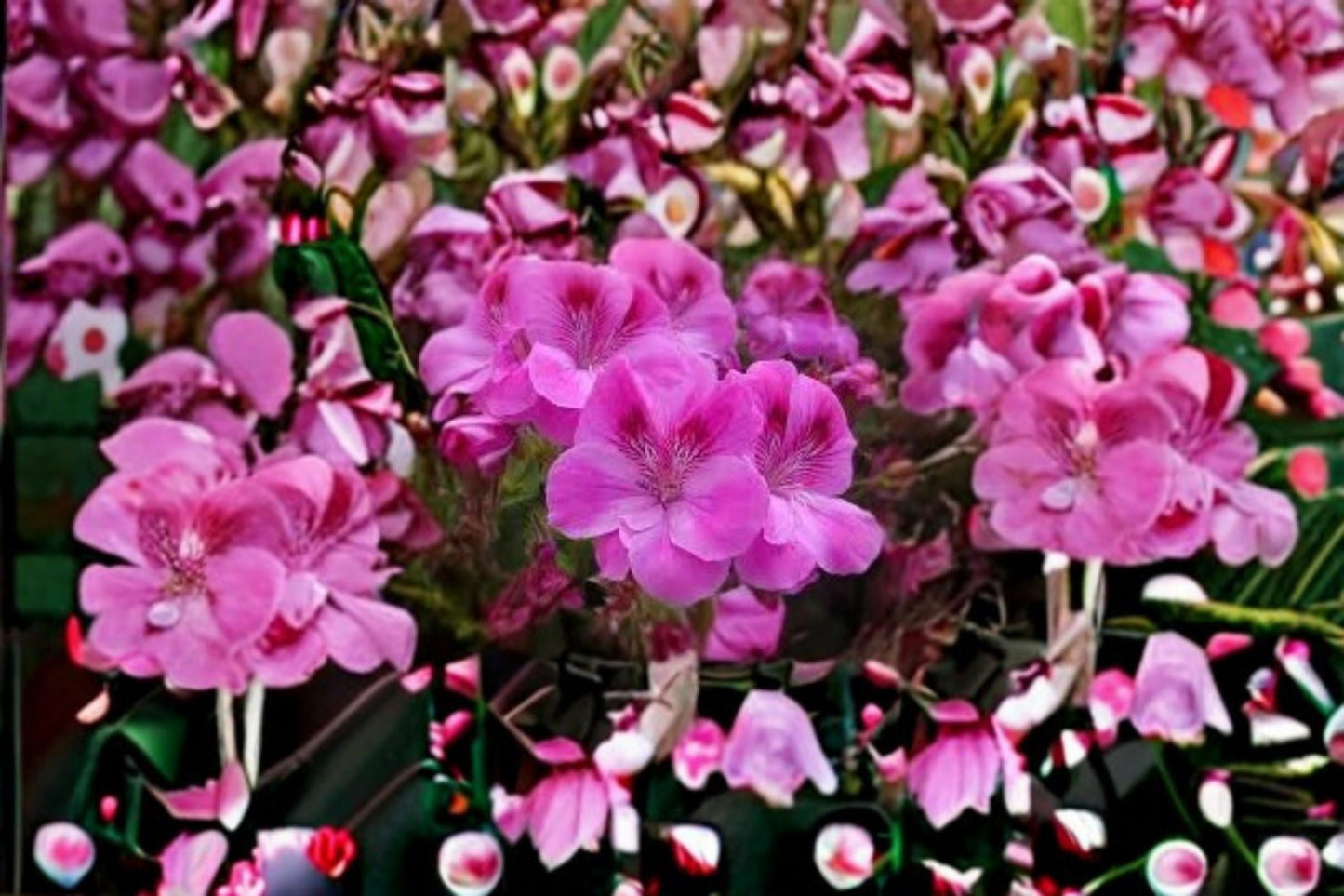 Regal Geranium Cutting – Pelargonium × domesticum with Purple Flowers for Containers & Gardens