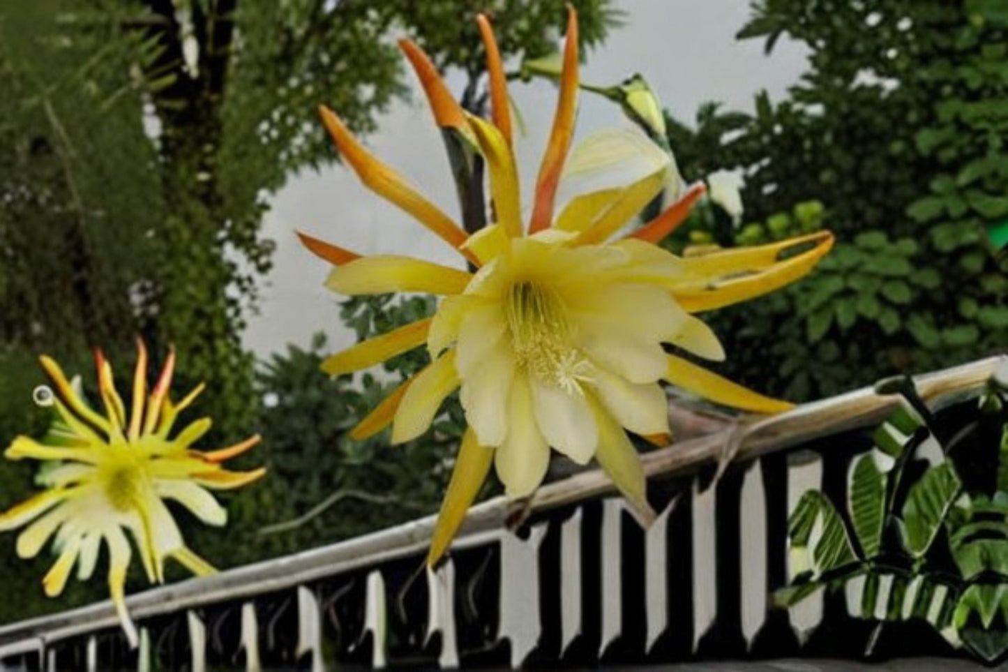 Epiphyllum Kings Ransom Cutting – Tropical Orchid Cactus for Indoor Container Growing