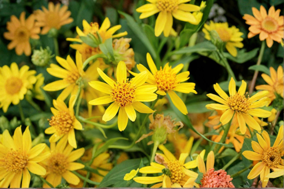 Meadow Arnica Seeds - 100 Yellow Wildflower Seeds, Perennial Garden Flower, Arnica chamissonis for Outdoor Planting