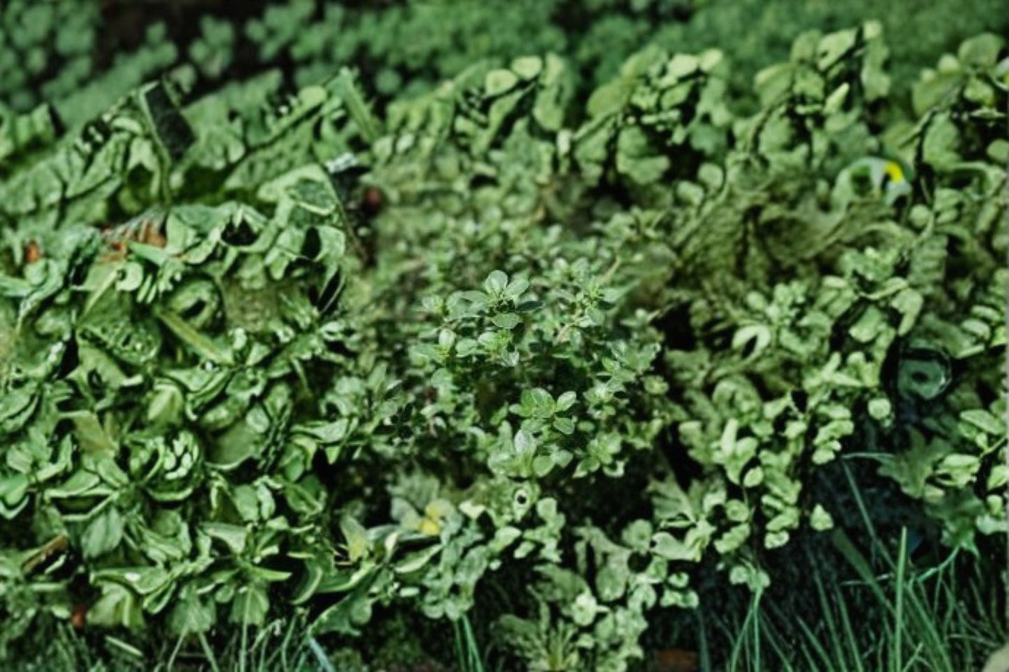 Silver Thyme Plant – Thymus vulgaris ‘Argenteus’ Perennial Herb with Variegated Foliage