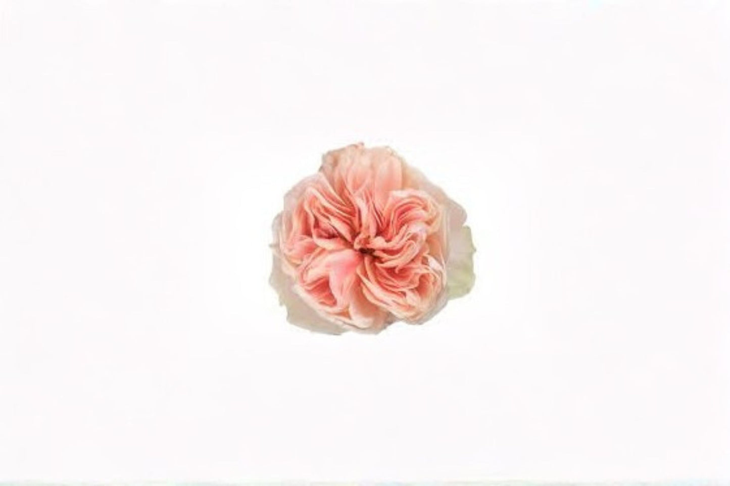 Tip Top Rose Live Plant – Elegant Ornamental Cut Rose for Garden and Containers
