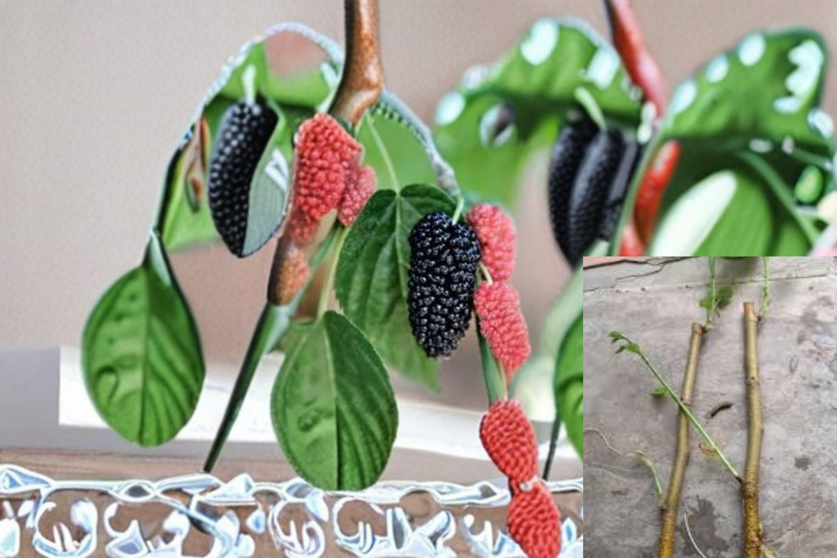 Red Mulberry Cuttings 12 Pack - Morus rubra - Unrooted Fruit Tree for Propagation - Native Berry Plant