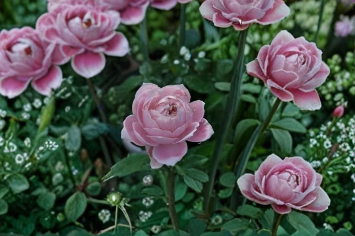Roselyne Rose Live Plant – Disease Resistant Ornamental Shrub Rose