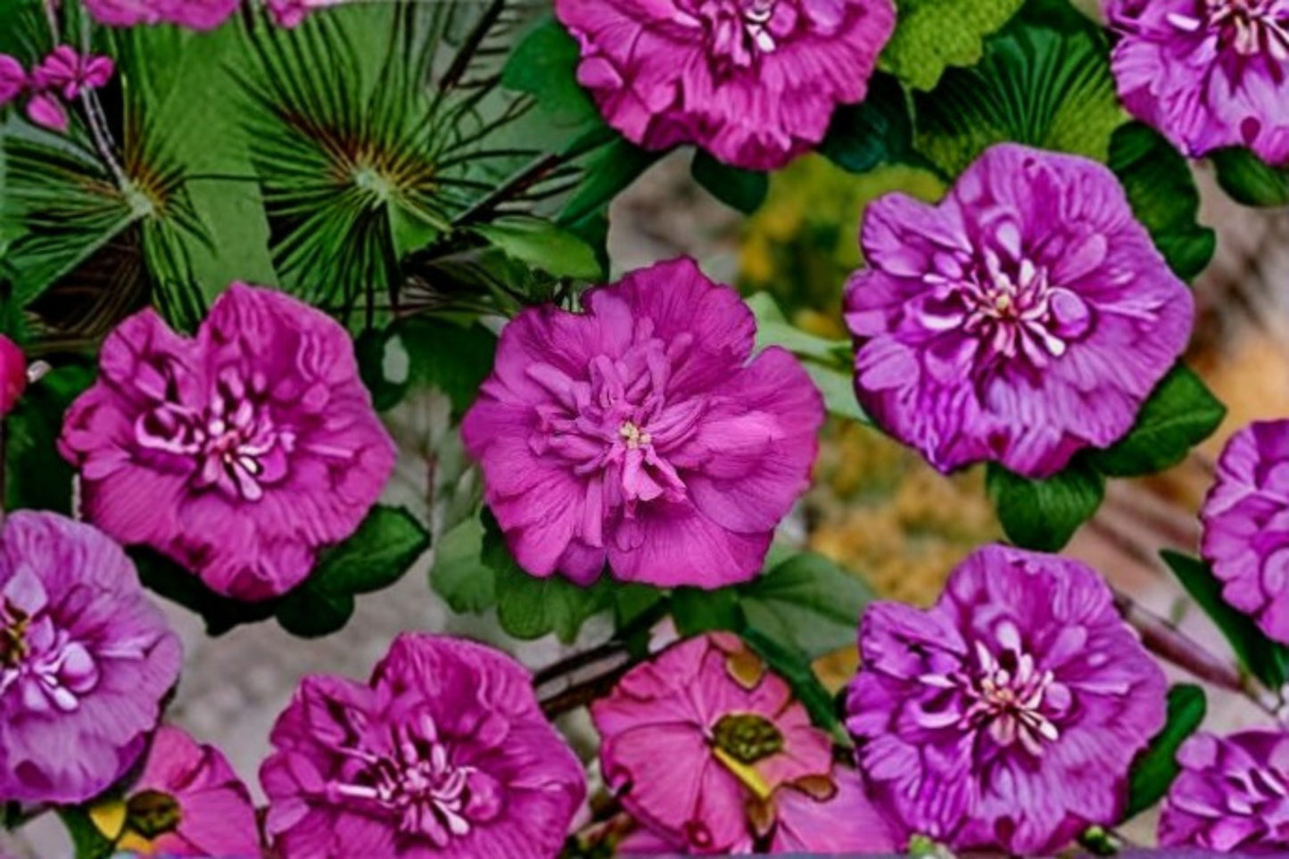 Magenta Chiffon Rose of Sharon 2 Live Plants – Pink Hibiscus syriacus Flowering Shrub