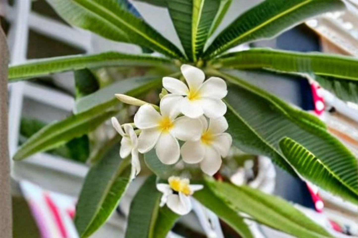 White Plumeria Cutting – Plumeria rubra Tropical Flowering Tree for Propagation