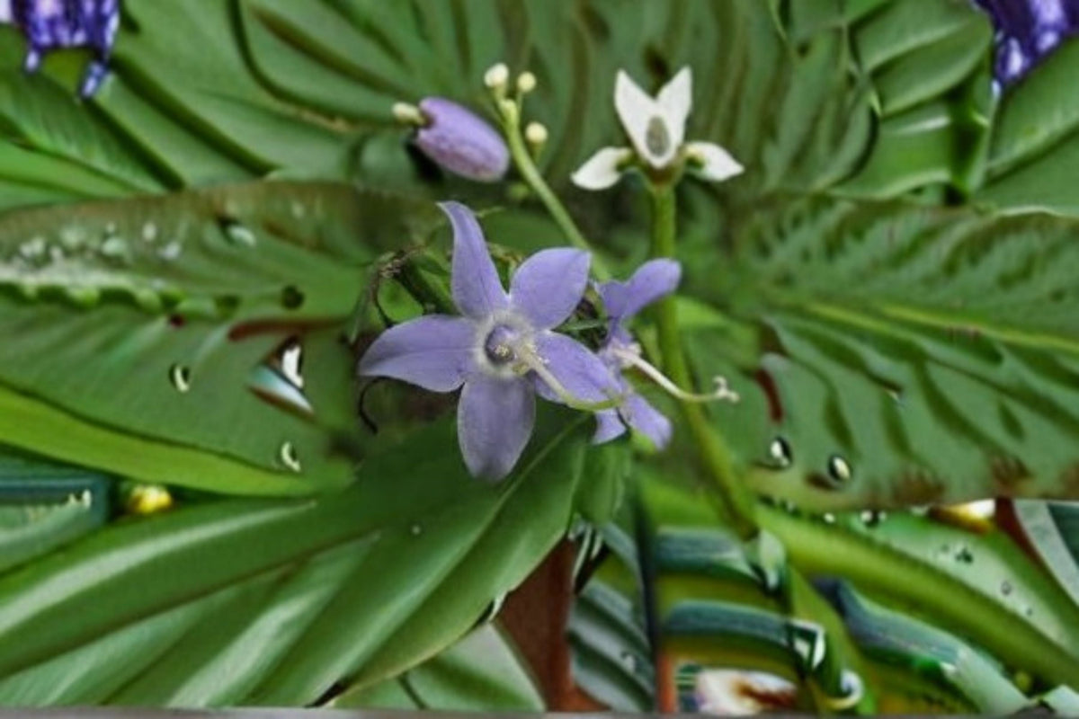Tall Bellflower Seeds - 100 Blue Campanula americana - Native Biennial Wildflower for Shade & Meadow Gardens