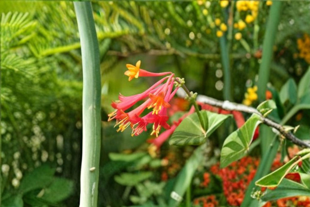 Coral Honeysuckle Cuttings 6 Pack - Lonicera sempervirens - Red Trumpet Vine - Native Climbing Flowering Plant