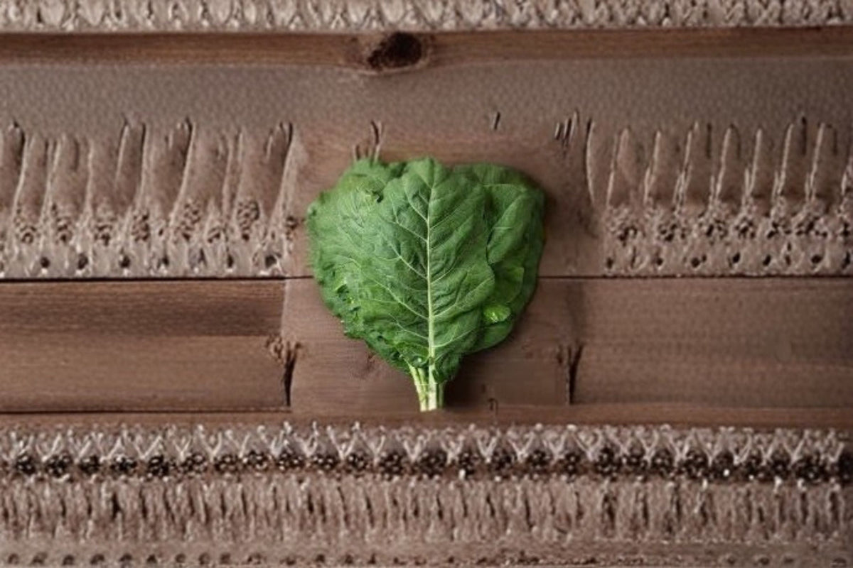 Champion Collards Seeds - 250 Pack of Brassica oleracea var. viridis - Leafy Green Vegetable Seeds for Garden Planting