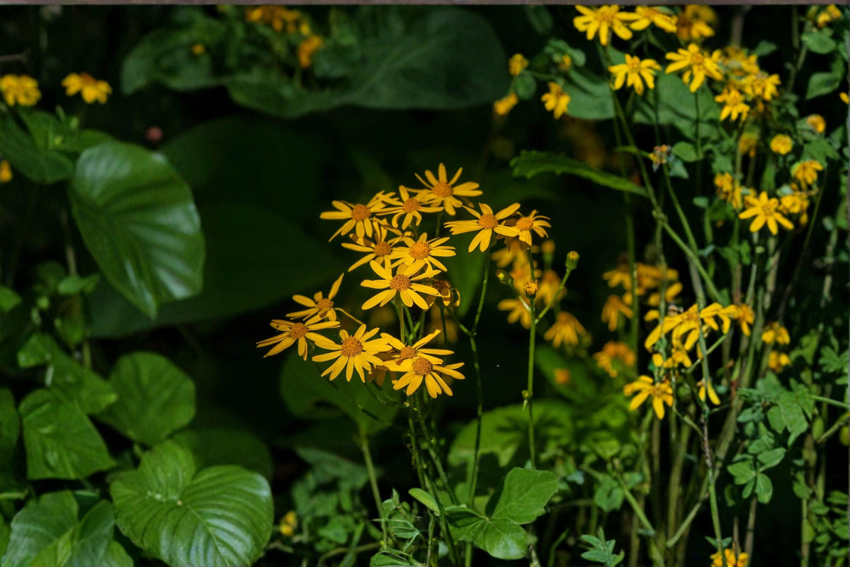 Golden Ragwort Seeds Pack 75 - Yellow Perennial Wildflower Ground Cover (Packera aurea) for Easy Outdoor Planting